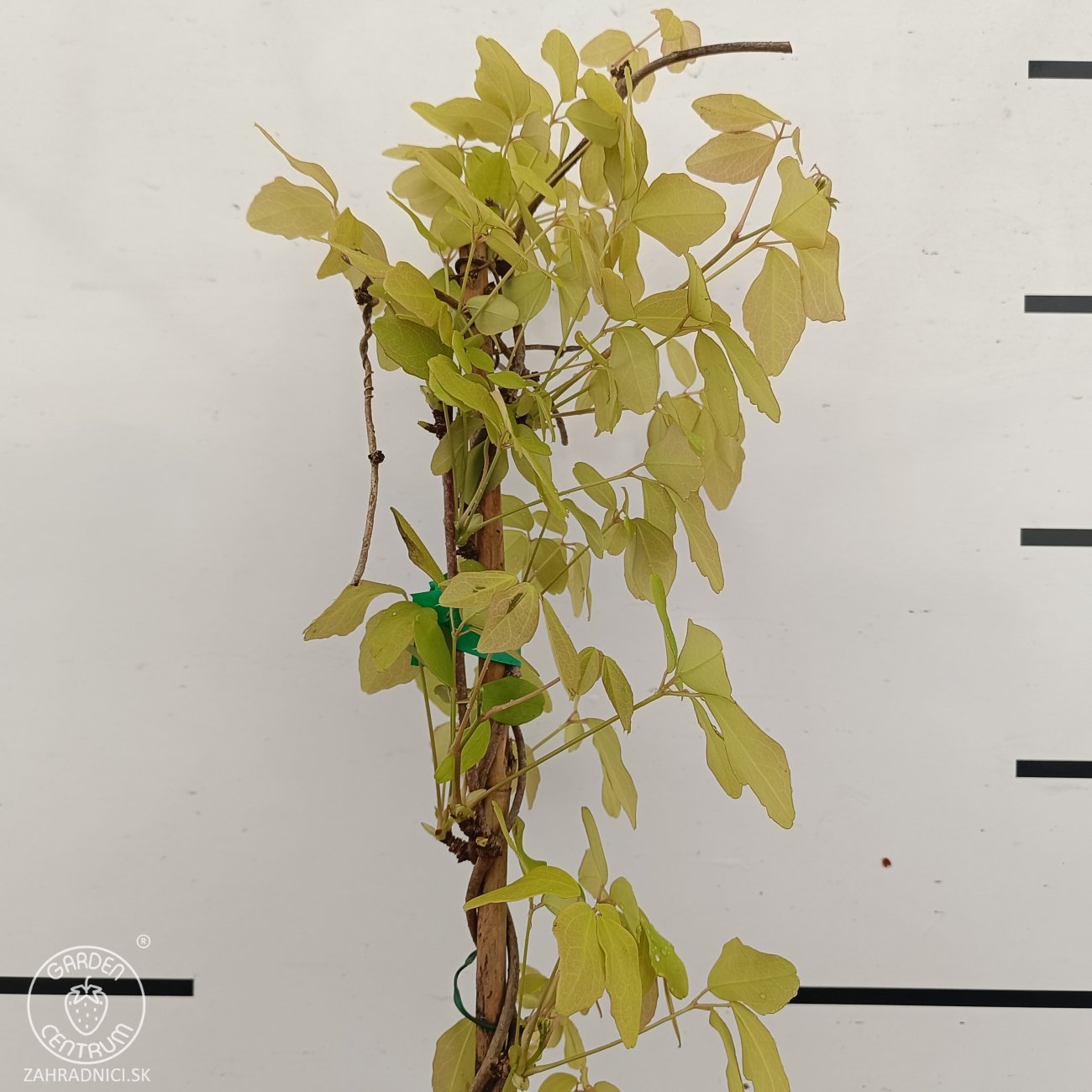 Obrázok Akébia päťpočetná (Akebia quinata) - výška 170-190 cm, kont. C3L